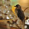 鳥 風水 意味|鳥は天の使い – ワールド・オブ・風水ジャパン